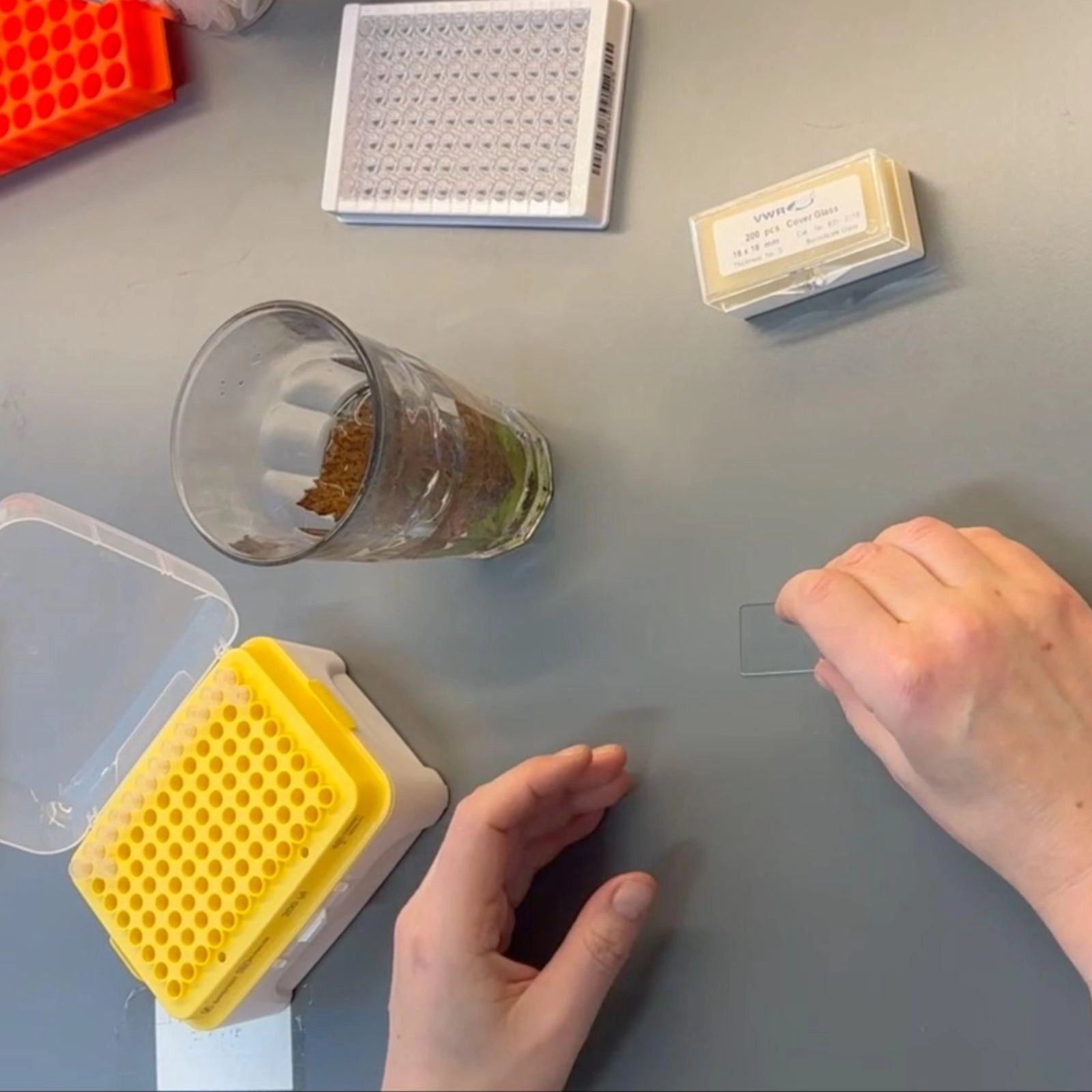 Fra laktat til tøffeldyr: teknologi i skolelab