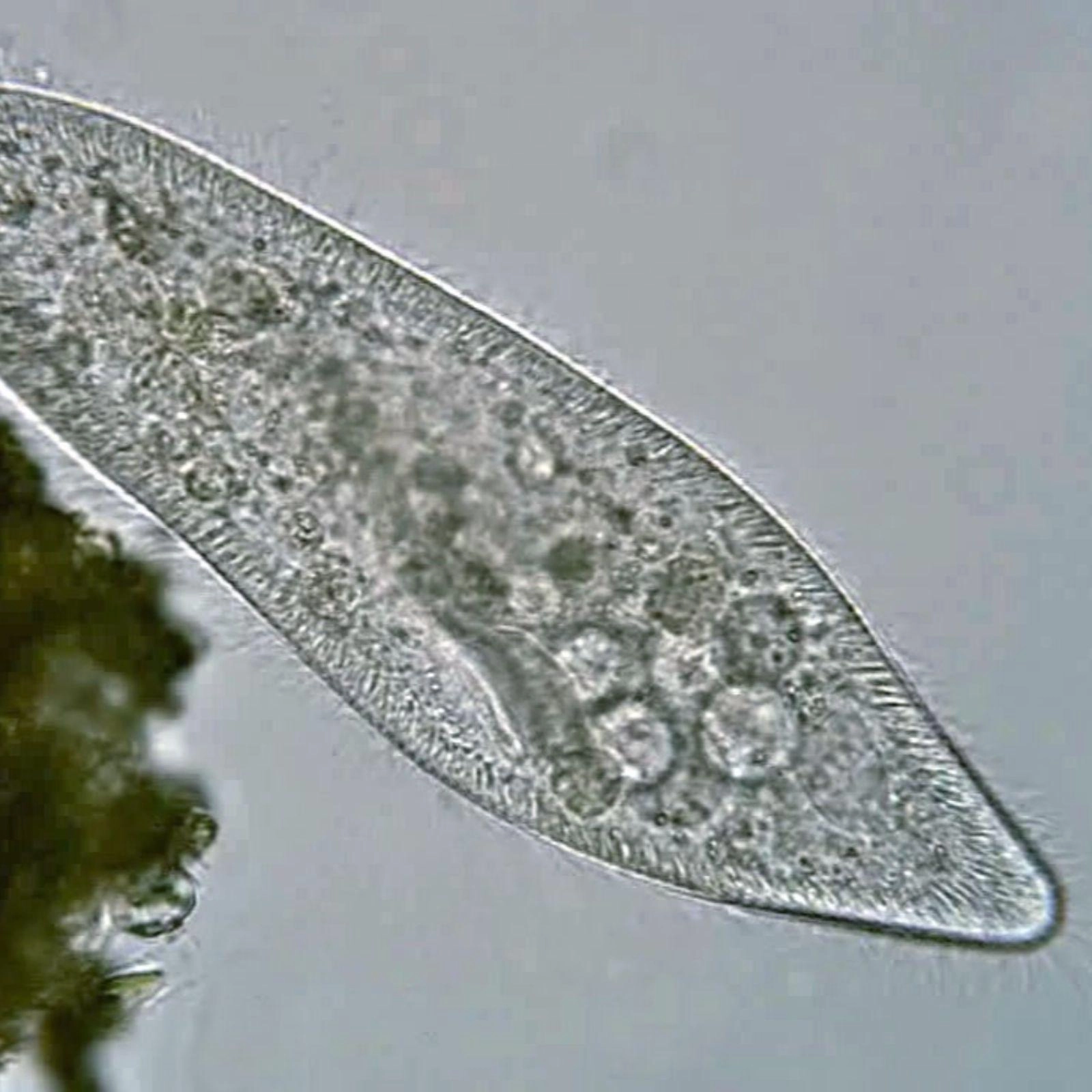 Mini-lab for de minste: lavalamper og mikroskopi
